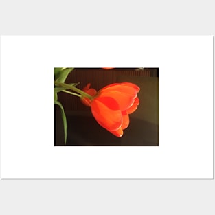 Orange Red Tulip Posters and Art